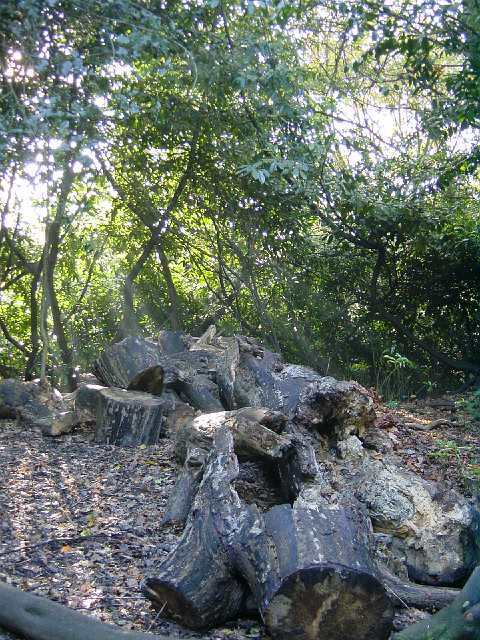 Picture 026.jpg